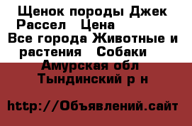 Щенок породы Джек Рассел › Цена ­ 50 000 - Все города Животные и растения » Собаки   . Амурская обл.,Тындинский р-н
